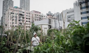 Plots like the rooftop City Farm are sprouting across Hong Kong amid fears of tainted imports Photo: Philippe Lopez (Agence France-Presse) Source: The New York Times