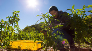 At Stony Brook University Hospital, a farm has been a team effort. Interns like Nadeem Marghoob plant and harvest the crops Photo: Uli Seit for The New York Times Source: The New York Times