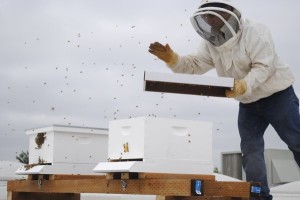 Portland beekeeper Damian Magista taps a container on July 8 to persuade thousands of honey bees to enter their new home on the roof of the Fisher's Landing New Seasons Market Photo: Stover E. Harger III Source: www.columbian.com