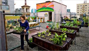 Maya Donelson tends the rooftop garden of Glide Memorial Church in San Francisco Photo: Peter DaSilva for The New York Times Source: www.nytimes.com