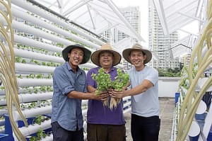 Urban farmers: Three of the four founders of ComCrop (from left) Kuah Zhen Shan, Allan Lim and Keith Loh, with vegetables from the urban farm at *Scape rooftop in Orchard Link, Singapore. Photo: SPH Source: www.thestar.com.my